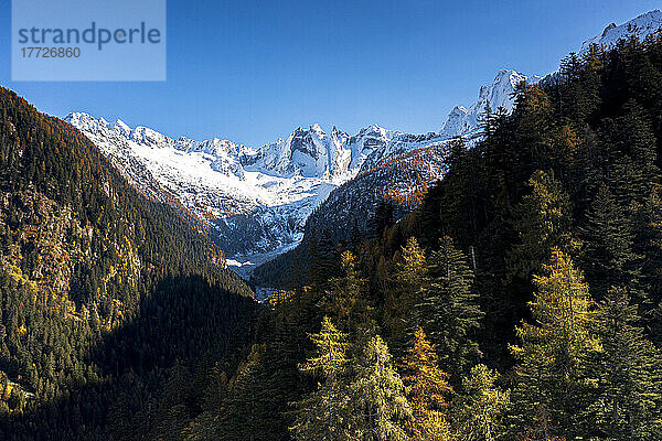 Klarer Himmel über den schneebedeckten Sciore-Bergen und dem Cengalo-Gipfel  umrahmt von Wäldern im Herbst  Val Bregaglia  Graubünden  Schweiz  Europa