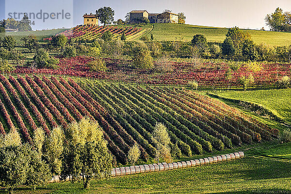 Herbstlandschaft mit einem Hügel voller farbiger Weinberge und einem kleinen Haus darauf  Castelvetro di Modena  Emilia Romagna  Italien  Europa
