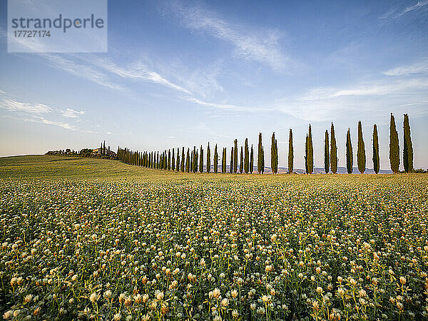 Von Bäumen gesäumte Allee von Poggio Covili und ein Blumenfeld  Val d'Orcia  UNESCO-Weltkulturerbe  Toskana  Italien  Europa