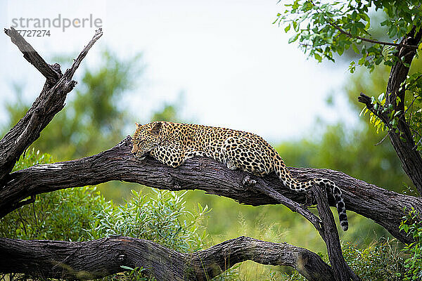 Ein junger Leopard  Panthera pardus  ruht sich auf einem toten Baum aus