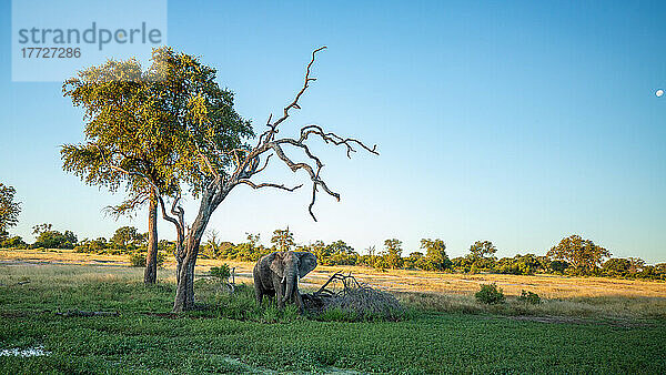 Ein afrikanischer Elefant  Loxodonta africana  steht im Sumpfgebiet unter einem toten Baum