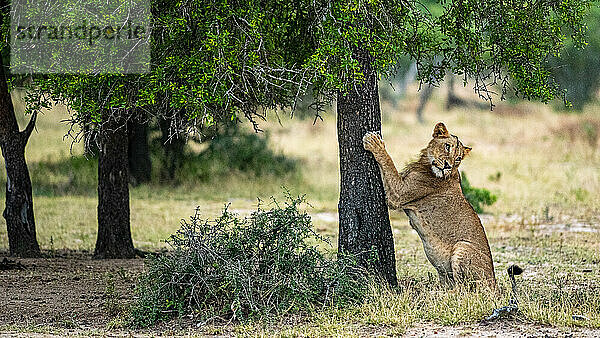 Junger männlicher Löwe  Panthera leo  kratzt an einem Baum