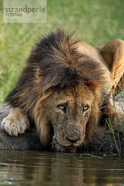 Ein männlicher Löwe  Panthera leo  legt sich hin  um Wasser zu trinken  und schaut auf