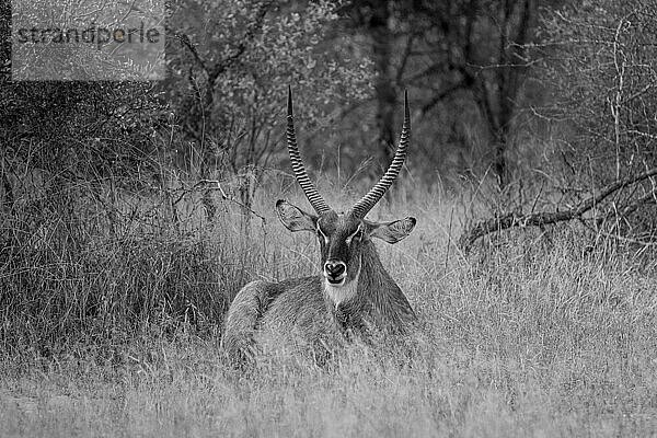Ein Wasserbock  Kobus ellipsiprymnus  sitzt im hohen Gras  direkter Blick  in Schwarz und Weiß