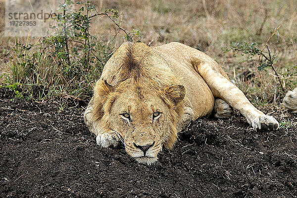 Ein junger männlicher Löwe  Panthera leo  liegt in dunkler Erde