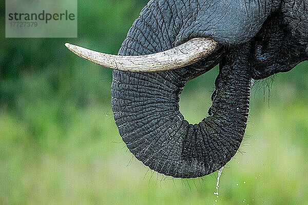 Stoßzähne und Rüssel eines afrikanischen Elefanten  Loxodonta africana