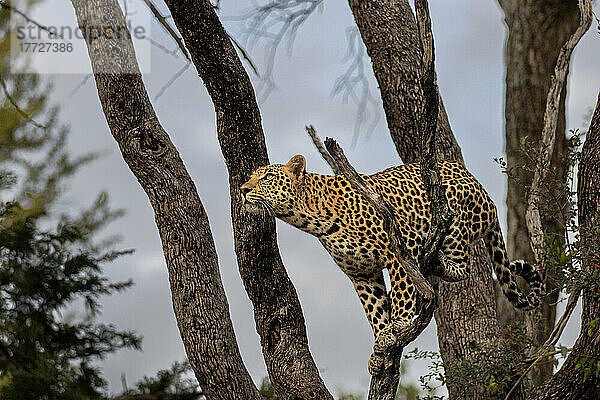 Ein Leopard  Panthera pardus  macht sich bereit  in einen Baum zu springen und schaut nach oben