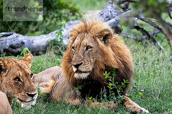 Ein männlicher Löwe  Panthera leo  legt sich ins grüne Gras