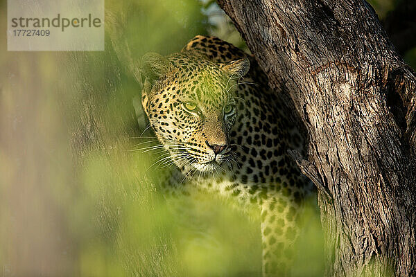 Ein Leopardenjunges  Panthera pardus  balanciert in einem toten Baum