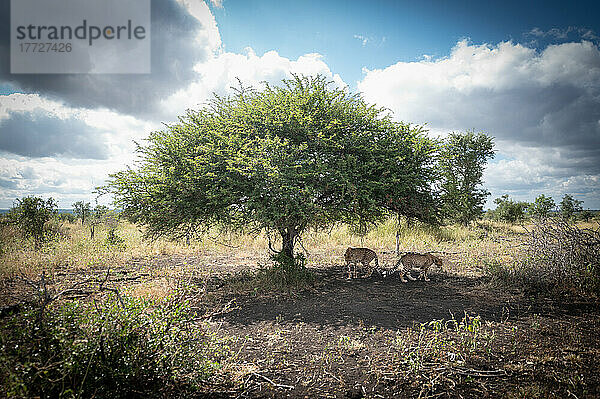 Zwei Geparden  Acinonyx jubatus  spazieren zusammen unter einem Baum