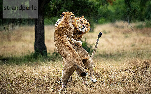 Zwei Löwen  Panthera leo  kämpfen gegeneinander