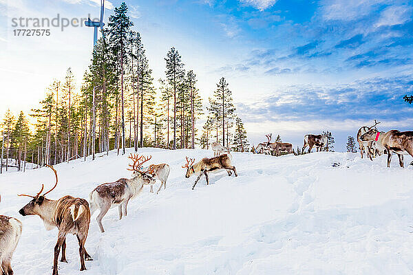 Rentierhüten in der wunderschönen verschneiten Landschaft von Jorn  Schweden  Skandinavien  Europa