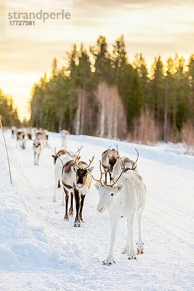 Rentierhüten in der wunderschönen verschneiten Landschaft von Jorn  Schweden  Skandinavien  Europa