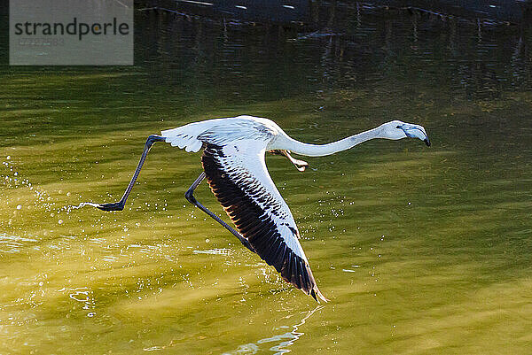 Rosaflamingo in der Lagune von Orbetello  Provinz Grosseto  Maremma  Toskana  Italien  Europa