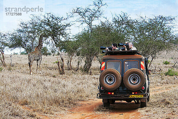 Tourists in the bush  Maasai Giraffe (Giraffa camelopardalis tippelskirchi)  Lualenyi Ranch  Taita-Taveta County  Kenya  East Africa  Africa