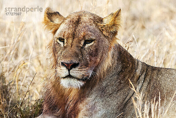 Löwin (Panthera leo) im Busch  Lualenyi Ranch  Taita-Taveta County  Kenia  Ostafrika  Afrika