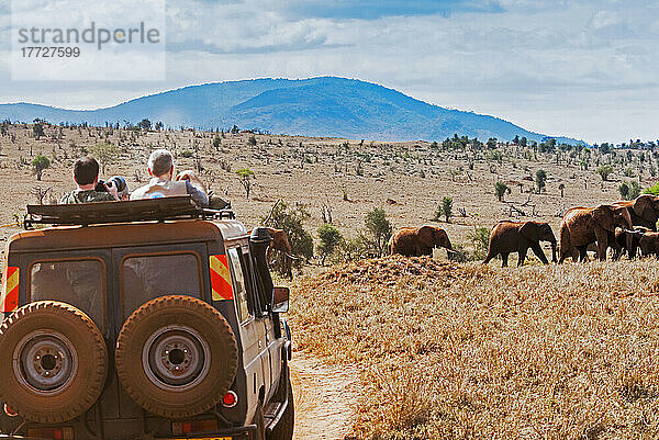 Tourists in the bush  Elephnats (Loxodonta africana)  Lualenyi Ranch  Taita-Taveta County  Kenya  East Africa  Africa