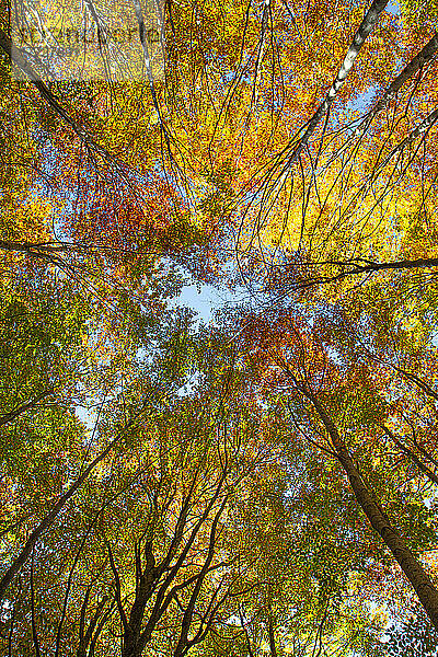 Konvergierende Bäume  fotografiert von unten  blickend in den Himmel mit Laub in Herbstfarben  Emilia Romagna  Italien  Europa