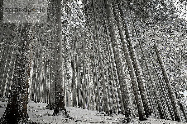 Bäume bedeckt von frischem  unberührtem Schnee  Emilia Romagna  Italien  Europa
