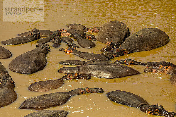 Flusspferde genießen das Wasser  gesehen auf einer Safari im Masai Mara National Reserve  Kenia  Ostafrika  Afrika