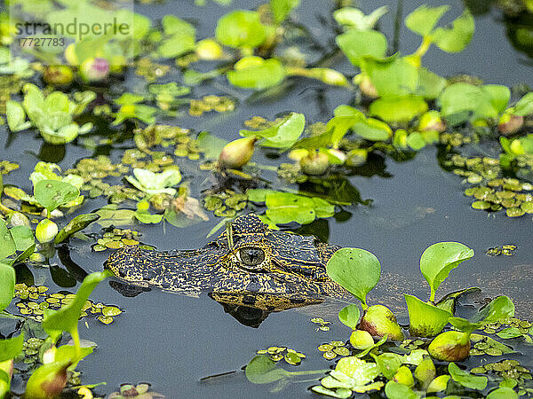 Junger Jacare-Kaiman (Caiman yacare)  im Wasser bei Pousada Piuval  Mata Grosso  Pantanal  Brasilien  Südamerika