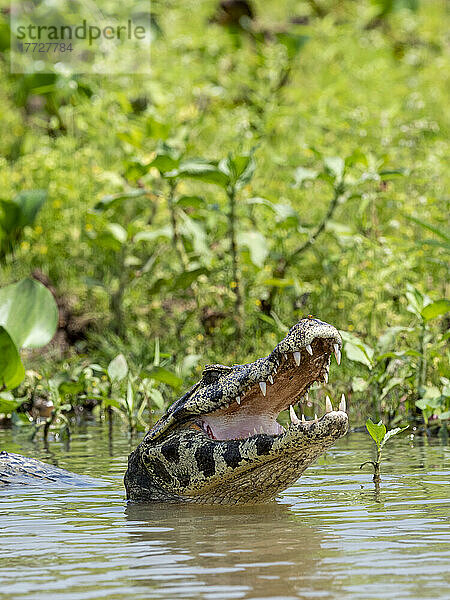 Ein erwachsener Jacare-Kaiman (Caiman yacare)  am Flussufer des Rio Negro  Mato Grosso  Pantanal  Brasilien  Südamerika