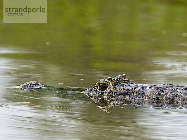 Ein junger Jacare-Kaiman (Caiman yacare)  der im Rio Tres Irmao  Mato Grosso  Pantanal  Brasilien  Südamerika schwimmt