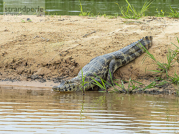 Ein junger Jacare-Kaiman (Caiman yacare)  am Flussufer des Rio Tres Irmao  Mato Grosso  Pantanal  Brasilien  Südamerika