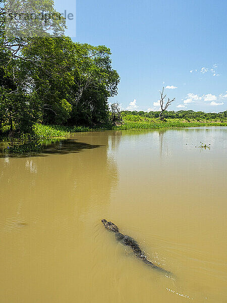 Ein junger Jacare-Kaiman (Caiman yacare)  der im Rio Tres Irmao  Mato Grosso  Pantanal  Brasilien  Südamerika schwimmt