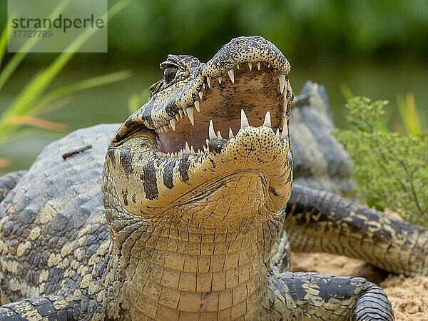 Ein junger Jacare-Kaiman (Caiman yacare)  am Flussufer des Rio Tres Irmao  Mato Grosso  Pantanal  Brasilien  Südamerika