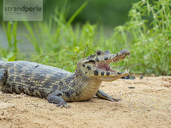 Ein junger Jacare-Kaiman (Caiman yacare)  am Flussufer des Rio Tres Irmao  Mato Grosso  Pantanal  Brasilien  Südamerika