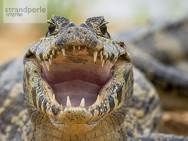 Ein junger Jacare-Kaiman (Caiman yacare)  am Flussufer des Rio Tres Irmao  Mato Grosso  Pantanal  Brasilien  Südamerika