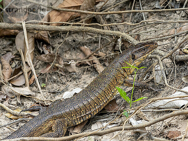 Ein erwachsener goldener Tegu (Tupinambis teguixin)  am Flussufer des Rio Negro  Mato Grosso  Pantanal  Brasilien  Südamerika