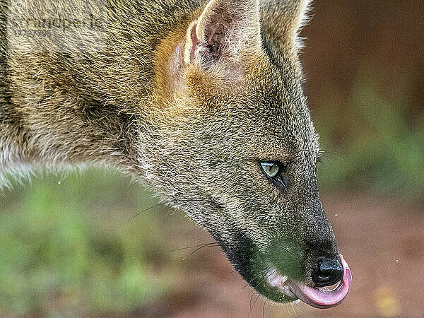 Erwachsener krabbenfressender Fuchs (Cerdocyon thous)  Kopfdetail im Pousada Piuval  Mato Grosso  Pantanal  Brasilien  Südamerika