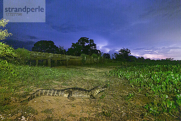 Ein erwachsener Jacare-Kaiman (Caiman yacare)  nachts in Pouso Allegre  Mato Grosso  Pantanal  Brasilien  Südamerika