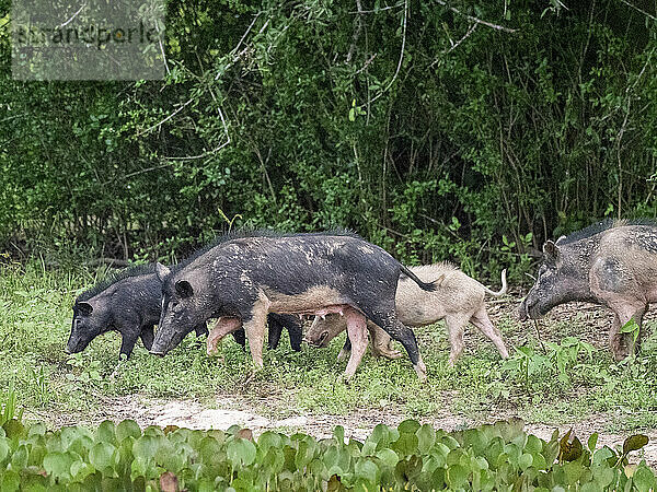 Eine Gruppe von Wildschweinen (Sus scrofa)  die in Pouso Allegre  Mato Grosso  Pantanal  Brasilien  Südamerika  Aasfressen