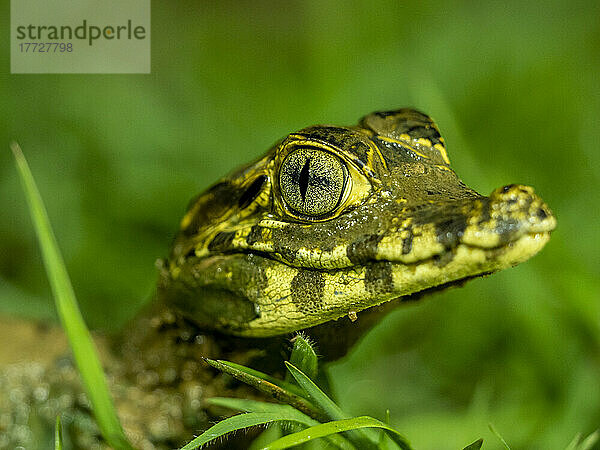 Ein junger Jacare-Kaiman (Caiman yacare)  nachts in Pouso Allegre  Mato Grosso  Pantanal  Brasilien  Südamerika