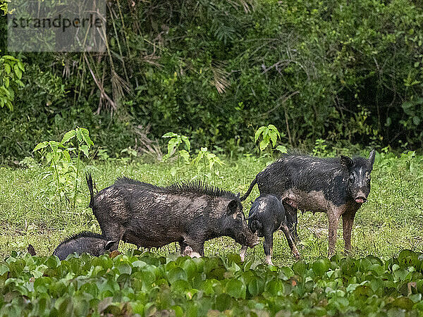 Eine Gruppe von Wildschweinen (Sus scrofa)  die in Pouso Allegre  Mato Grosso  Pantanal  Brasilien  Südamerika  Aasfressen