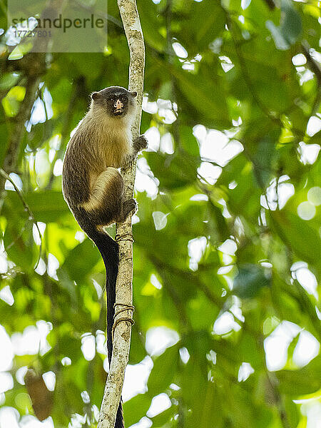 Erwachsener Schwarzschwanzaffen (Mico melanurus)  in den Bäumen der Pousada Piuval  Mato Grosso  Pantanal  Brasilien  Südamerika