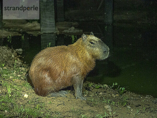 Erwachsener Capybara (Hydrochoerus hydrochaeris)  nachts an einem See in Pouso Allegre  Mato Grosso  Pantanal  Brasilien  Südamerika