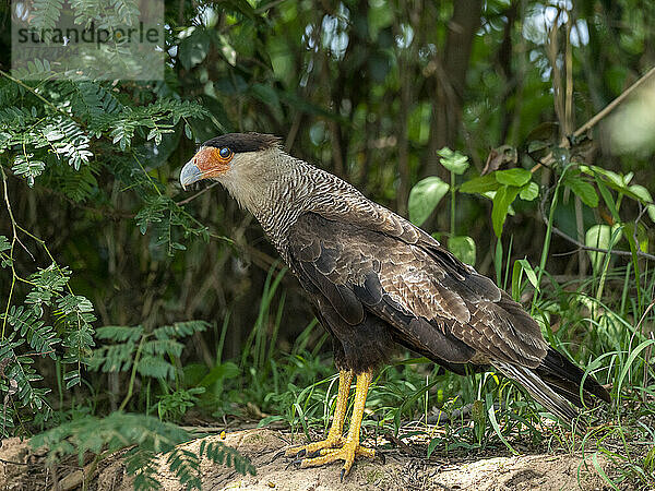 Ein ausgewachsener Südlicher Haubenkarakara (Caracara plancus)  am Rio Cuiaba  Mato Grosso  Pantanal  Brasilien  Südamerika