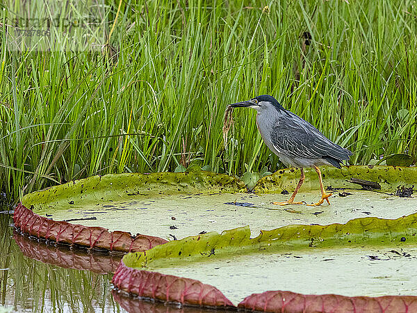 Ein ausgewachsener Streifenreiher (Butorides striatus) am Rio Pixaim  Mato Grosso  Pantanal  Brasilien  Südamerika