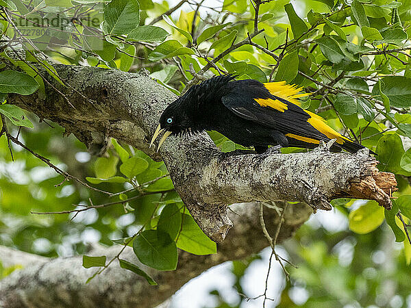 Ausgewachsener Gelbbüschelkakique (Cacicus cela)  am Nest am Rio Tres Irmao  Mato Grosso  Pantanal  Brasilien  Südamerika