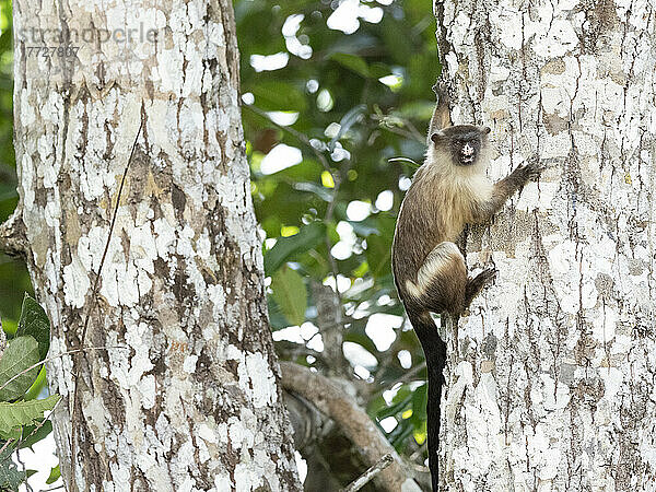 Erwachsener Schwarzschwanzaffen (Mico melanurus)  in den Bäumen der Pousada Piuval  Mato Grosso  Pantanal  Brasilien  Südamerika