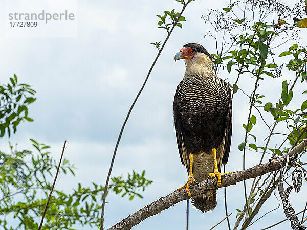 Ein ausgewachsener Südlicher Haubenkarakara (Caracara plancus)  am Rio Pixaim  Mato Grosso  Pantanal  Brasilien  Südamerika