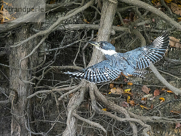 Erwachsener weiblicher beringter Eisvogel (Megaceryle torquata)  im Flug am Rio Cuiaba  Mata Grosso  Pantanal  Brasilien  Südamerika