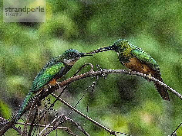 Ein Paar erwachsener Rotschwanzjacamare (Galbula ruficauda)  die sich ein Insekt teilen  Rio Cuiaba  Pantanal  Mato Grosso  Brasilien  Südamerika