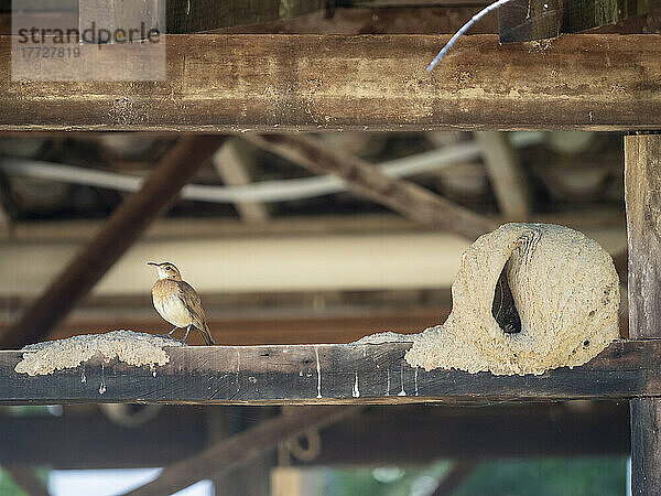 Erwachsener roter Ofenvogel (Furnarius rufus)  mit Nest auf einer Posada  Rio Pixaim  Mata Grosso  Pantanal  Brasilien  Südamerika