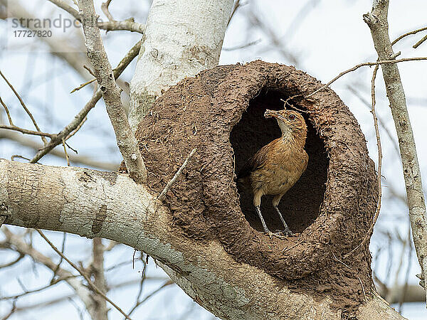 Erwachsener roter Ofenvogel (Furnarius rufus)  der ein Nest in einem Baum baut  Rio Pixaim  Mata Grosso  Pantanal  Brasilien  Südamerika