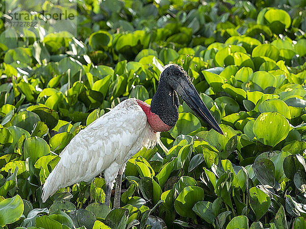 Erwachsener Jabiru-Storch (Jabiru mycteri)  auf dem Boden in der Nähe von Pouso Allegre  Mata Grosso  Pantanal  Brasilien  Südamerika